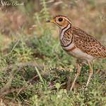 Трёхполосый бегунок / Rhinoptilus cinctus