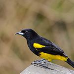 Доминиканский трупиал / Icterus dominicensis