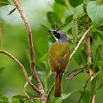 Серошапочная пальмагра / Phaenicophilus poliocephalus