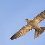 Pallid Swift / Apus pallidus