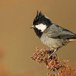 Rufous-vented Tit / Periparus rubidiventris