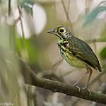 Snethlage's Antpitta / Hylopezus paraensis