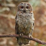 Манговая неясыть / Strix ocellata
