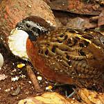 Rufous-breasted Wood Quail / Odontophorus speciosus