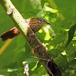 Brown Tit-Babbler / Macronus striaticeps