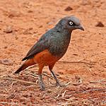 Chestnut-bellied Starling / Lamprotornis pulcher