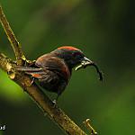 Dusky Spinetail / Synallaxis moesta