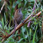 Puna Thistletail / Asthenes helleri