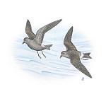 Гуадалупская качурка / Hydrobates macrodactylus