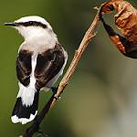Masked Water Tyrant / Fluvicola nengeta