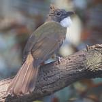 Борнейский бюльбюль-бородач / Alophoixus ruficrissus