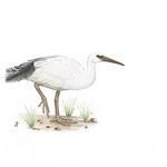 Реюньонский ибис / Threskiornis solitarius