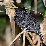 Undulated Antshrike / Frederickena unduliger