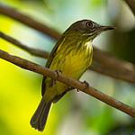 Stripe-necked Tody-Tyrant / Hemitriccus striaticollis