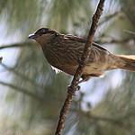 Samoan Starling / Aplonis atrifusca