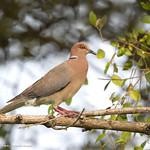 Ошейниковая горлица / Streptopelia bitorquata
