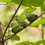Cobalt-rumped Parrotlet / Forpus xanthopterygius