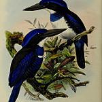 Blue-black Kingfisher / Todiramphus nigrocyaneus