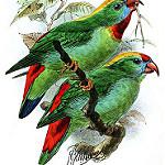 Камигинский лорикулюс / Loriculus camiguinensis