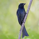 Crow-billed Drongo / Dicrurus annectens