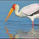 Африканский клювач / Mycteria ibis