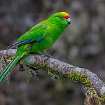 Желтолобый какарики / Cyanoramphus auriceps