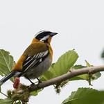 Spindalidae фото