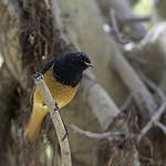 Niltava sumatrana