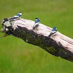Белокрылая ласточка / Tachycineta albiventer