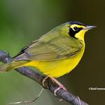 Kentucky Warbler / Geothlypis formosa
