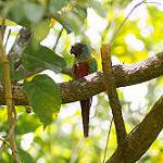 Pfrimer's Parakeet / Pyrrhura pfrimeri