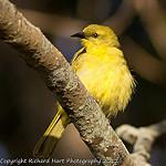 Yellow Honeyeater / Stomiopera flava
