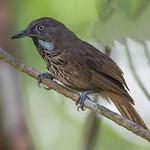 Chestnut-rumped Babbler / Stachyris maculata