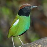 Western Hooded Pitta / Pitta sordida