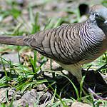 Маркизский куриный голубь / Pampusana rubescens