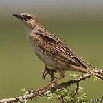 Щетинистая долгохвостка / Schoenicola striatus