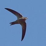 Bradfield's Swift / Apus bradfieldi