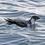 Ancient Murrelet / Synthliboramphus antiquus