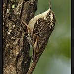 Bar-tailed Treecreeper / Certhia himalayana