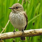 Серая мухоловка / Muscicapa striata