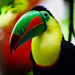 Белогрудый тукан / Ramphastos tucanus