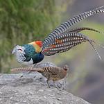 Алмазный фазан / Chrysolophus amherstiae