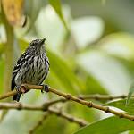Pacific Antwren / Myrmotherula pacifica