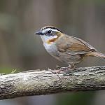 Рыжегорлая альциппа / Schoeniparus rufogularis