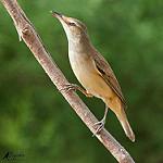 Евфратская камышовка / Acrocephalus griseldis