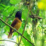 White-shouldered Antbird / Akletos melanoceps
