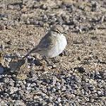 Puna Miner / Geositta punensis