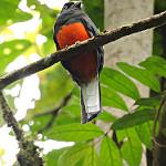 Костариканский трогон / Trogon bairdii