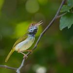 Dark-necked Tailorbird / Orthotomus atrogularis