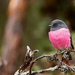 Pink Robin / Petroica rodinogaster